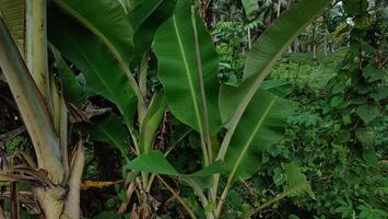 Small banana tree in the garden, Banana plantation photo