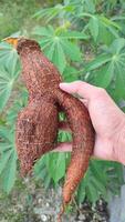 Manihot esculenta in the hands of an Asian farmers with a background of green cassava leaves with multiple branches photo