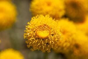 Bright yellow wildflower blooms in close up displaying vibrant textures in a natural setting photo