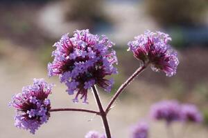 Beautiful clusters of purple flowers blooming in natural sunlight in a desert landscape during spring season photo