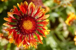 Bright red and orange flower with dew drops in a lush garden setting during the afternoon sunlight photo