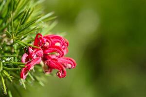 Beautiful red flowers close up showcasing unique shape in natural green background during daytime photo