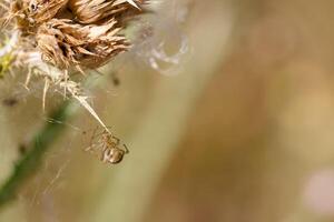 Tiny spider weaving a delicate web on a dried flower stem in a sunny garden during late afternoon hours photo