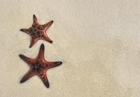 dos estrella de mar mentira en el blanco arena de estrella playa en phu quoc. calma composición con espacio para texto es un ideal antecedentes para un turista anuncio o un tarjeta postal foto