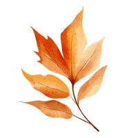 Single autumn leaf in watercolor. Isolated hand drawn fall foliage illustration for print and digital use vector