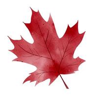 Single autumn red leaf in watercolor. Isolated hand drawn fall foliage illustration for print and digital use vector