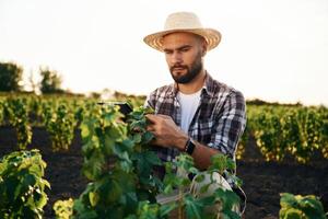 Quality, control, with digital tablet... Farmer is on the agricultural field photo