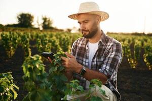 Quality, control, with digital ,tablet. Farmer is on the agricultural field photo