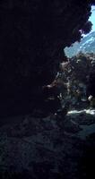 School of fish hides in dark under a rock in tropical ocean video