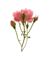 Light pink blooming delicate isolated rose flower branch with bud and stem, vibrant color cutout object for holiday decor, design, invitations, cards, soft focus and clipping path png