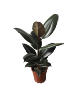 Ficus elastica houseplant with thick green leaves in simple flowerpot, indoor plant image for home decor, lifestyle, botanical-themed design, isolated object soft selective focus, clipping path png