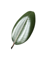 Green thick ficus elastica leaf houseplant isolated without shadow detailed image, soft selective focus, clipping path, for home decor, poster, news, encyclopaedia article, textbook or other design png