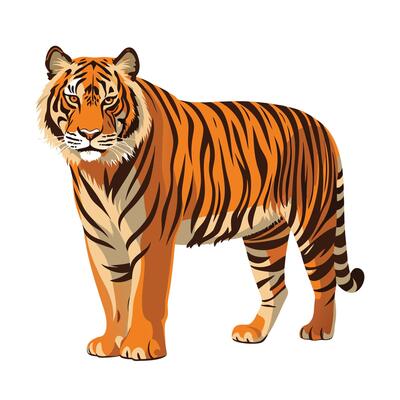 A tiger standing on a white background