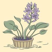 Water Hyacinth Plant in Pot Illustration vector