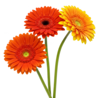 Three gerbera daisies in orange and yellow isolated on transparent background png