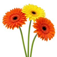 Three gerbera daisies bouquet orange and yellow isolated on transparent background png