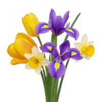 Spring bouquet of tulips daffodils and irises isolated on transparent background png
