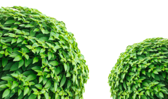 Fresh green foliage plant frame on a background, capturing nature's vibrant leaf texture and abstract, two green bushes on a transparent background png