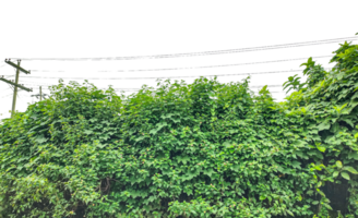 a large green hedge with power lines on the side, Lush green ivy and moss create a vibrant natural texture on the wall, showcasing a detailed pattern of leaves and flora png