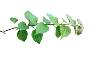 green tree branch with leaves isolated, Fresh green leaves on background, a branch with leaves on it, on a transparent background png