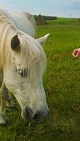 A white horse sniffs at a piece of grass, refusing to eat it while being offered by a young tourist wearing a beautiful white dress in a summer field. video
