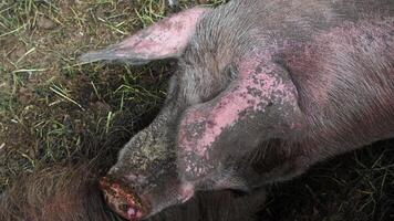 A close-up of a pig's hairy head, covered with a thick layer of dried mud and lying in a village stable. Top view. video
