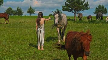 A young woman in a dress stands in the middle of a field, stretching her hand out to stroke the muzzle of a large, gray horse. video