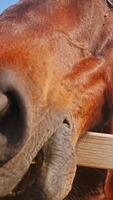 A close-up of the nose and muzzle of a large brown horse, munching on food outside the farm fence. Vertical. video