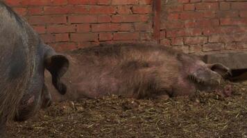 Large, black, curly-haired swine is strolling through the pen, keeping watchful eye on other pigs and piglets, who are resting in leisurely manner. video