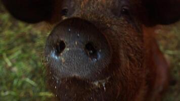 A close-up of a piglet, with a dirty and hairy muzzle, sniffing and salivating in a pen on a farm. Portrait. video