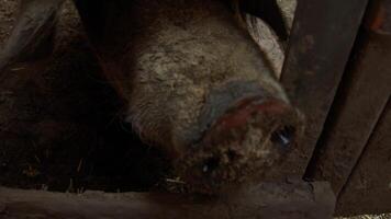 In a dirty, smelly pigsty, the pigs are searching for food and beg for it through a hole in the fence. video