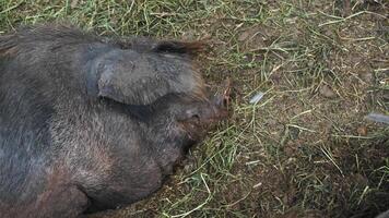 view of muzzle of large, unwieldy pig with brown fur, destined for the slaughterhouse, lying on a bed of hay and manure on a farm. Top view. video