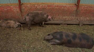 Group of lazy pigs are doing their daily tasks in pigsty, eating, relaxing, or sleeping. There are flies flying around and persistent unpleasant smell. video