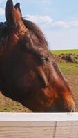 A close-up of a farm horse calmly chewing on a bunch of grass, standing outside the fence of the paddock on a summer day. video