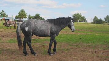A large, sturdy grey horse stands in a field in summer, on green grass against a clear blue sky. video