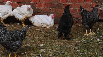 Several chickens of different breeds and colors, which are being raised for slaughter, are running around the chicken coop. video