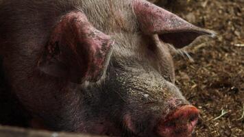 Close-up of a large, hairy pig's snout resting in the mud of a barn. Portrait. video
