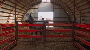A view of a horse pen, shaped like a hangar, with access to a spacious pasture where horses can graze freely. video