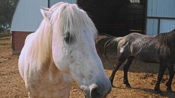 A close-up of a large, white horse's muzzle with a long mane and fringes, against a background of a stable or a barn in a village. Portrait. video