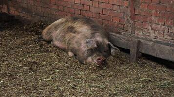 A huge, lazy, fluffy, well-fed pig is lying in a stable, resting against the wall in the mud. video