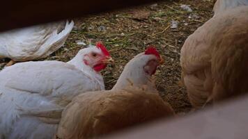 A few white chickens are resting or relaxing on the grass at the village farm, behind the paddock. video