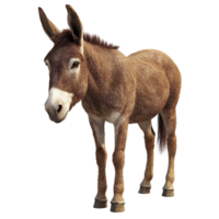 Brown Horse Standing In Peaceful Open Field isolated on transparent background png