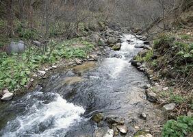a stream running through a forest with rocks and trees photo