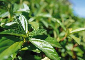 a close up of a bush with green leaves photo