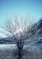 a tree with ice on it in a field photo