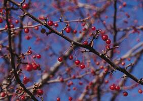 Red berries on a tree branch with a blue sky in the background photo