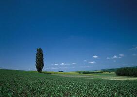 a lone tree stands in the middle of a field photo