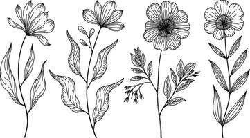 Elegant hand drawn floral illustrations set featuring botanical flowers and leaf elements for design vector