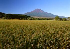 a large field of grass photo