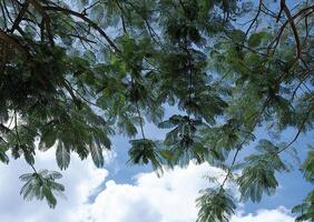 a view of the sky and trees with clouds in the background photo